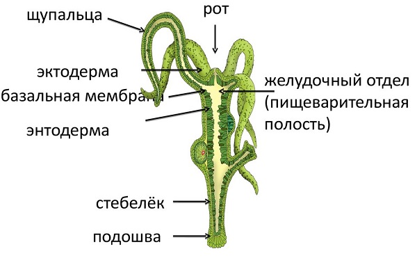 Кракен оф ссылка